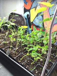 Seeds started at the Bristol Hub flourish as starts of peas, squash, and corn.