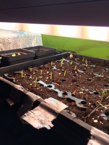 The latest round of seeds started at the Hub have begun to show over the soil.