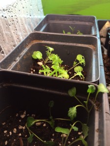 Kale starts growing in small plastic containers